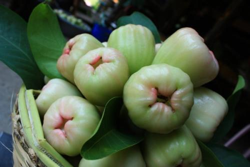 ชมพู่เพชรสายรุ้ง